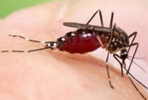 mosquito da denque