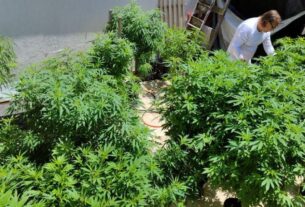 cannabis